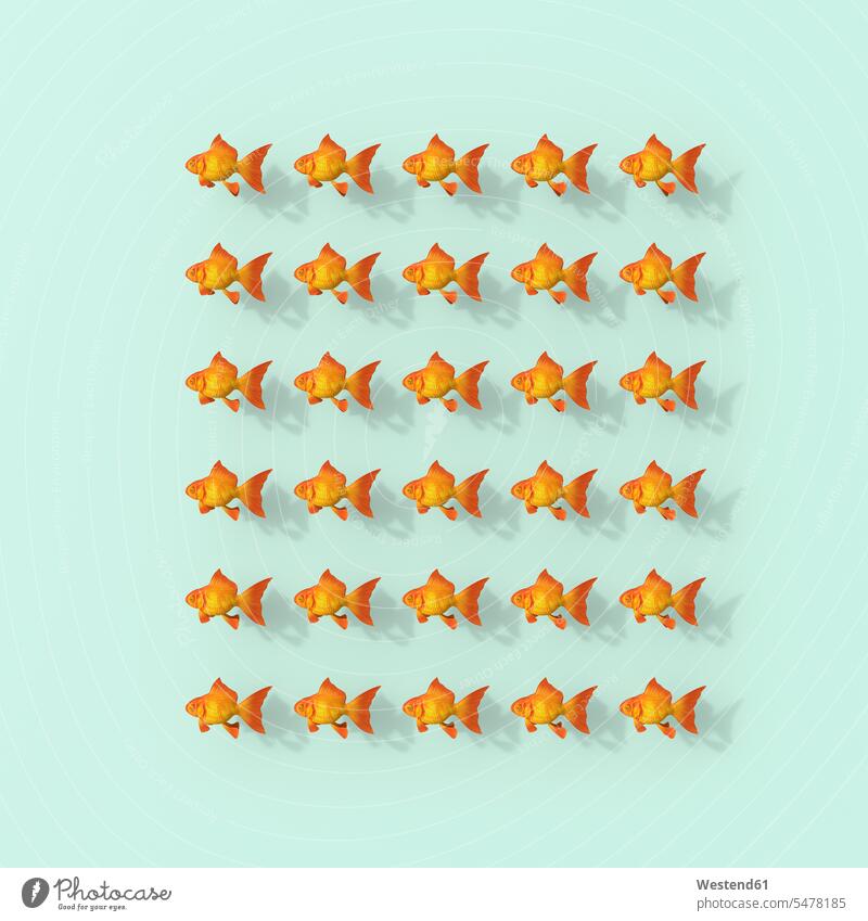 3D rendering, Rows of goldfish on green background Carassius auratus auratus abundance Plentiful equality large group of objects many objects Conformity alike