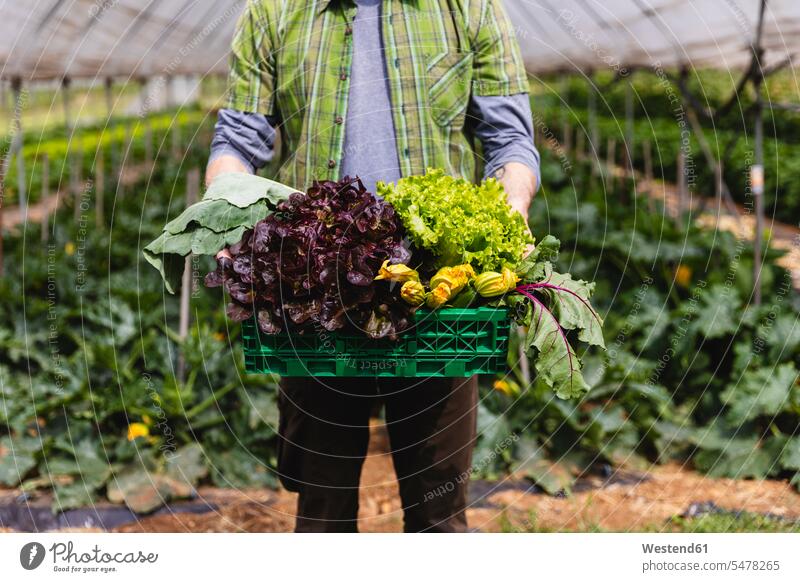 Man holding basket of freshly picked organic vegetables Occupation Work job jobs profession professional occupation baskets At Work stand Fields Alimentation