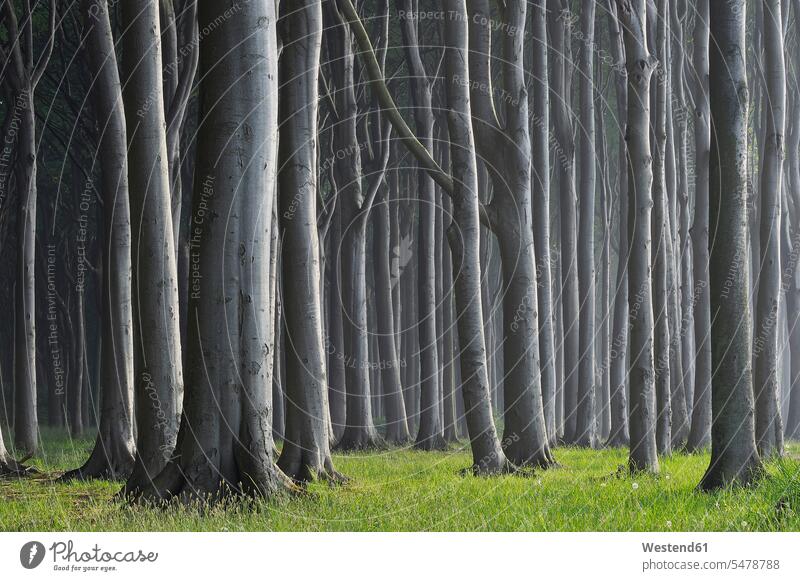 Mecklenburg-Western Pomerania, Beech tree forest Grass Grasses beauty of nature beauty in nature day daytime daylight shot day shots daylight shots