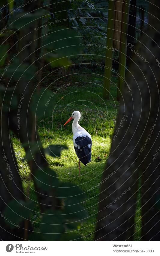 Germany, Bavaria, Poing, Rear view of stork standing on one leg in forest outdoors location shots outdoor shot outdoor shots day daylight shot daylight shots