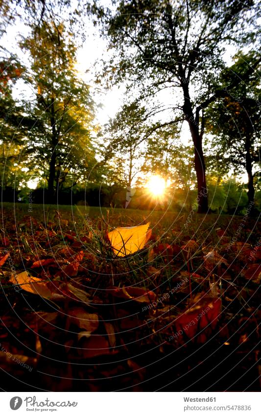 Close-up of autumn leaves on land against trees in park at sunset fall season seasons beauty of nature beauty in nature natural world the natural world close-up