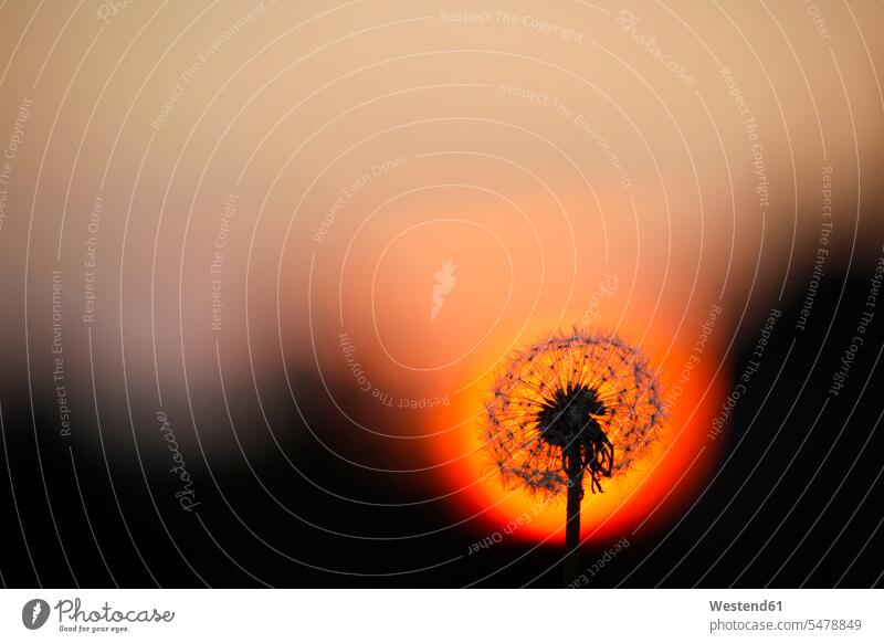 Germany, Blowball, Common dandelion, Taraxacum officinale, in the evening atmosphere Idyllic mood moody atmospheric tranquility tranquillity afterglow
