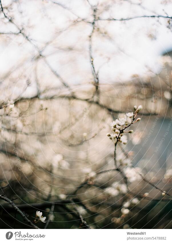 Twig of blossoming plum tree nature natural world nobody Growth growing Blooming In Bloom Italy Plum Tree Plum Trees Development developing Developments