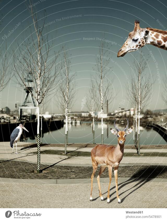 Wild animals in the city, Composite nobody urban scene photo composition Montage composite image collage photomontage wildlife wild life Digital Composite