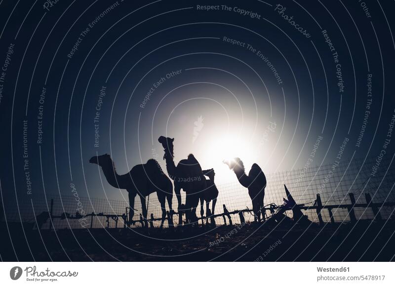 North Africa, Sahara desert, silhouettes of four dromedaries at backlight behind fence night by night at night nite night photography copy space closed barred