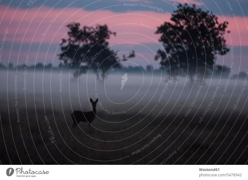 Germany, North Rhine-Westphalia, Recker Moor, Landscape with roe deer in the morning Field Fields farmland journey travelling voyage nature wild animal