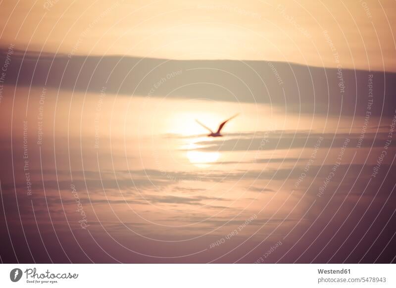 Flying seagull at sunset silhouette silhouettes nature wild animal wild animals sunsets sundown single animal 1 one one animal laridae seagulls Backlit