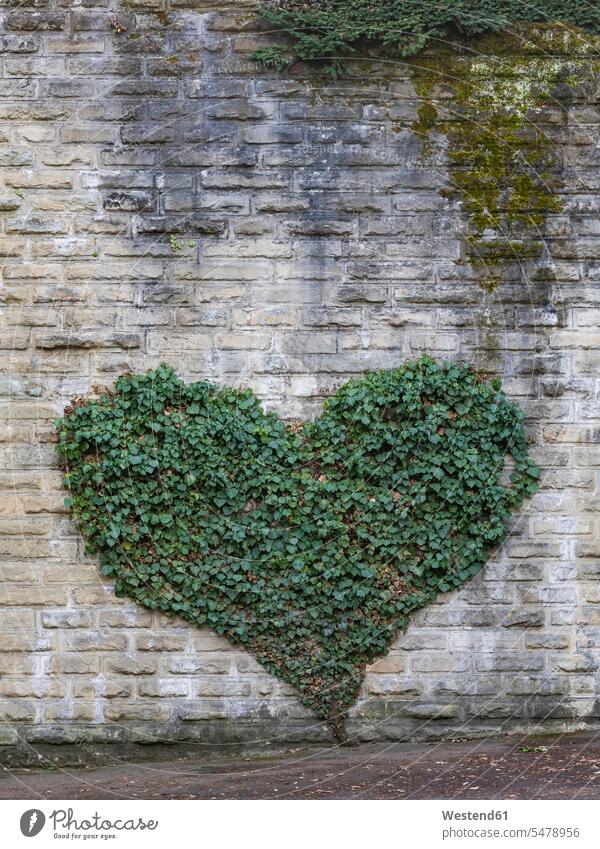 Ivy growing in heart shape on gray brick wall outdoors location shots outdoor shot outdoor shots day daylight shot daylight shots day shots daytime Love loving
