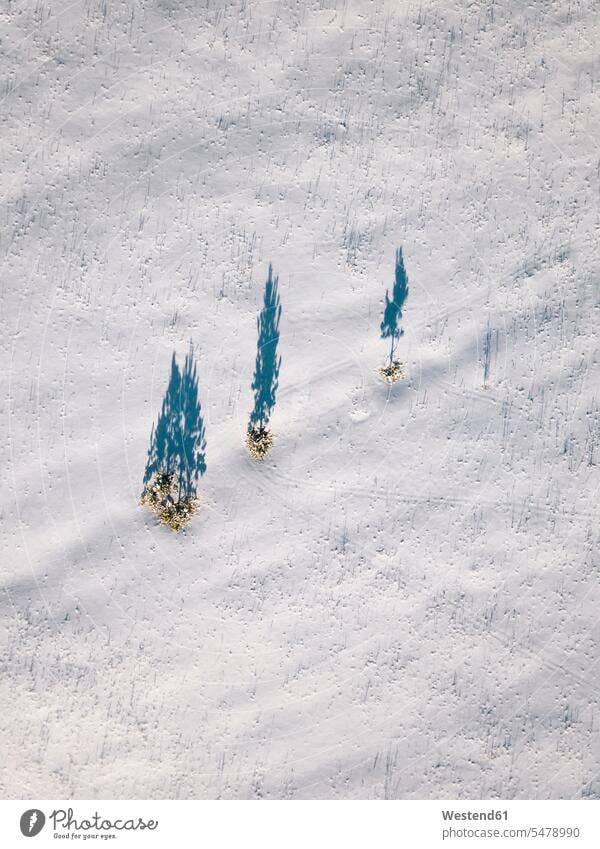 Russia, Leningrad Oblast, Tikhvin, Aerial view of bunch of trees casting shadows on snow-covered terrain outdoors location shots outdoor shot outdoor shots day