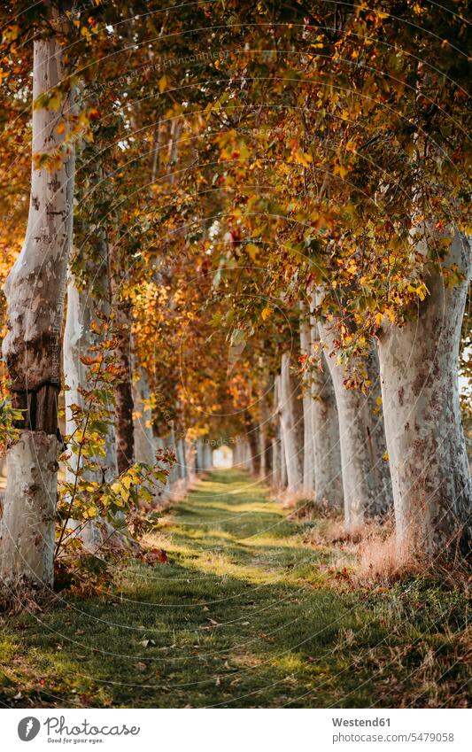 Beautiful way covered with trees at forest color image colour image outdoors location shots outdoor shot outdoor shots sunset sunsets sundown atmosphere Idyllic