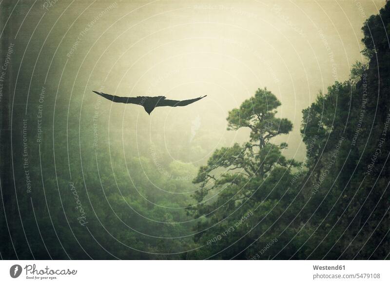 Spain, La Palma, Raven and mist-shrouded mountain flying wild animal wild animals single animal 1 one one animal beauty of nature beauty in nature flight