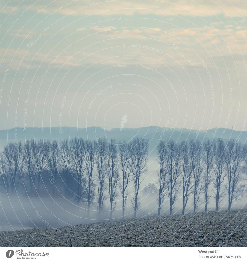 Gernany, North Rhine-Westphalia, Morning fog over fields morning in the morning nature natural world Tranquility quietness rural scene Non Urban Scene hoarfrost