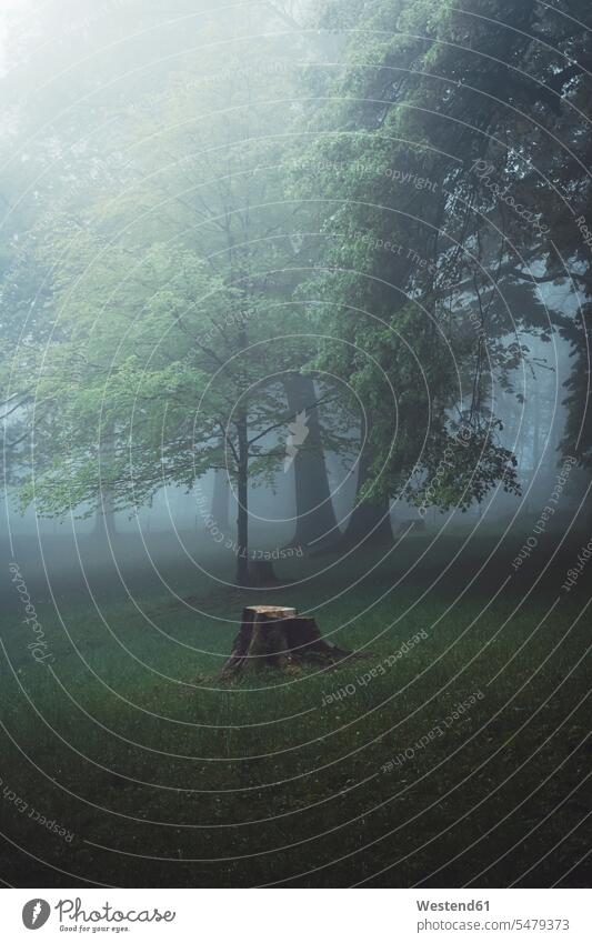 Germany, Wuppertal, scenic view of foggy forest outdoors location shots outdoor shot outdoor shots day daylight shot daylight shots day shots daytime mist misty