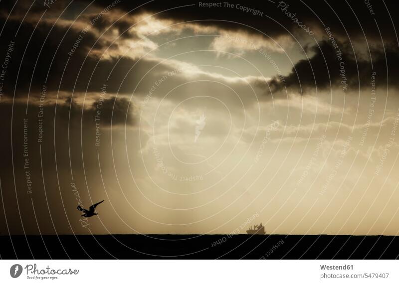 Israel, Seagull flying at sunset wildlife wild life silhouette silhouettes single animal 1 one one animal mid-air mid air horizon over water ocean oceans