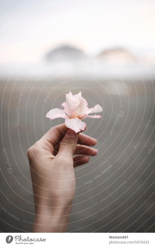 Close-up of woman's hand holding oleander flower females women human hand hands human hands Flower Flowers Adults grown-ups grownups adult people persons