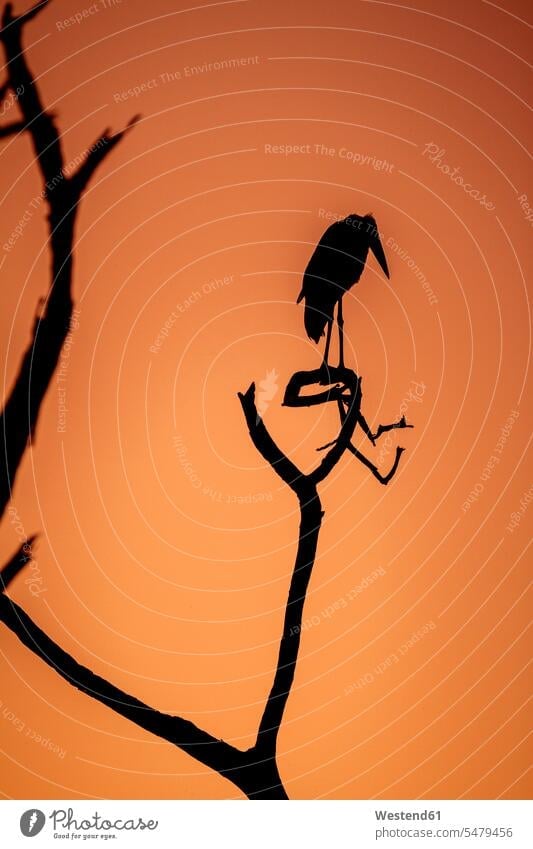 Botswana, Chobe National Park, Marabou perching on branch beauty of nature beauty in nature one animal 1 Perched silhouette silhouettes marabou marabou storks