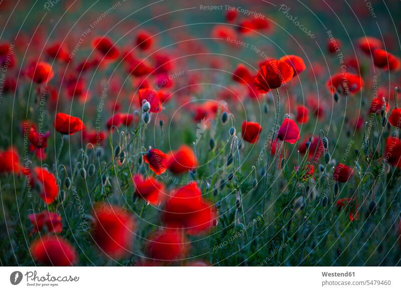 Red poppies growing in field Brandenburg Brandenburg State Germany outdoors location shots outdoor shot outdoor shots Wildflower Wildflowers Wild Flower