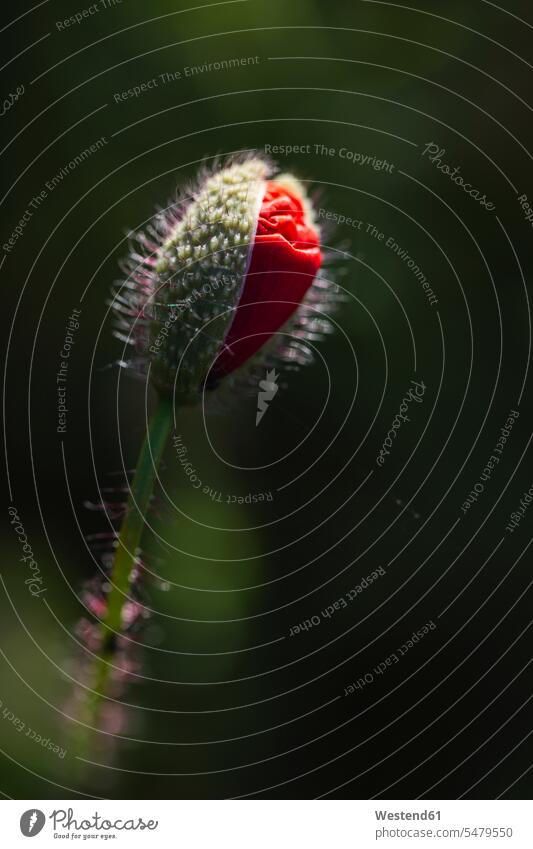 Red poppy bud growing in field Brandenburg Brandenburg State Germany outdoors location shots outdoor shot outdoor shots Wildflower Wildflowers Wild Flower