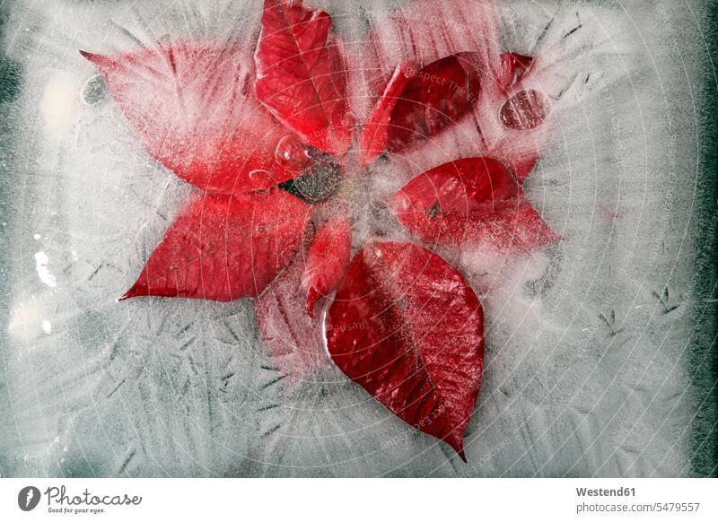 Frozen poisettia red Poinsettia Euphorbia pulcherrima Christmas Star frozen block of ice Christmas star studio shot studio shots studio photographs close-up