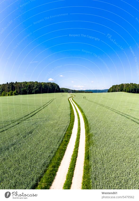 Aerial view of dirt road cutting through green wheat field in summer outdoors location shots outdoor shot outdoor shots day daylight shot daylight shots