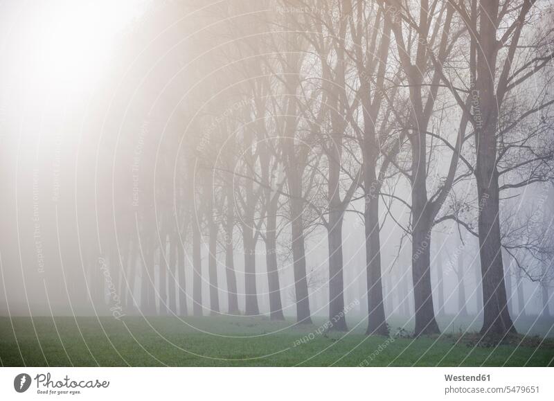 Germany, North Rhine-Westphalia, Neuss, fog in River Rhine meadows atmosphere Idyllic mood moody atmospheric rural scene non-urban scene non urban