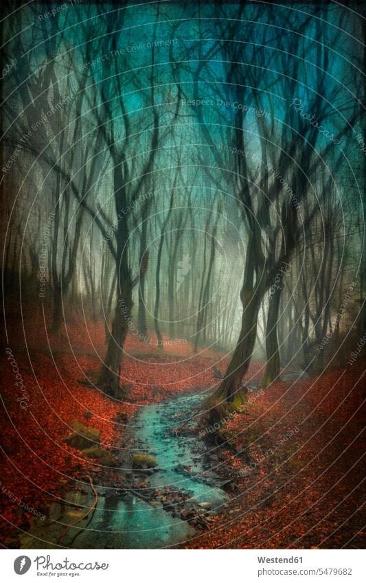 Germany, Wuppertal, stream in autumn forest, manipulated photography atmosphere atmospheric mood moody Atmospheric Mood Vibe Idyllic autumn leaves