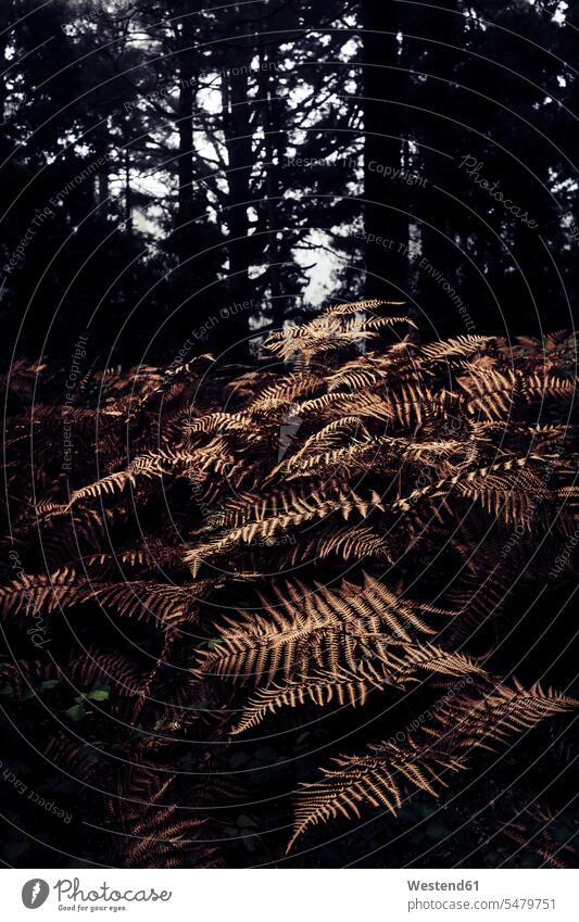 Spain, Canary Islands, Tenerife, Close-up of forest ferns outdoors location shots outdoor shot outdoor shots day daylight shot daylight shots day shots daytime