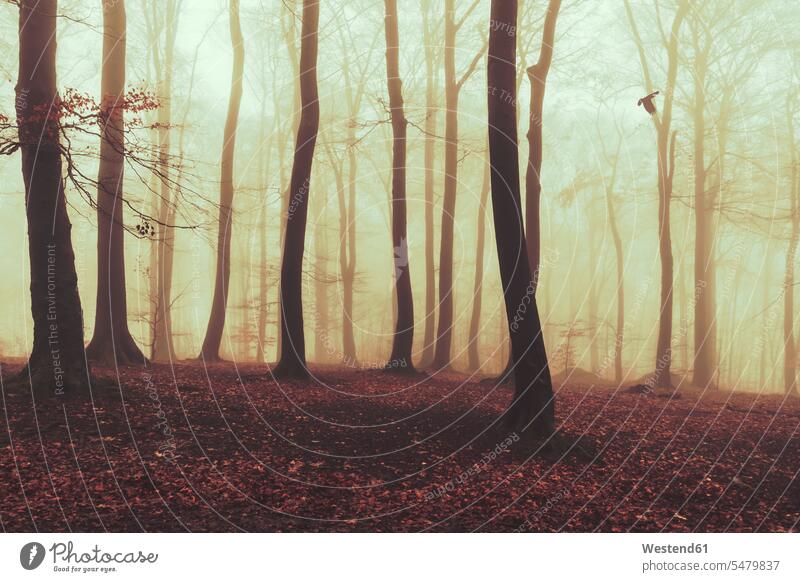 Misty autumn forest at dawn outdoors location shots outdoor shot outdoor shots fall season seasons weather fog foggy mist misty atmosphere Idyllic atmospheric