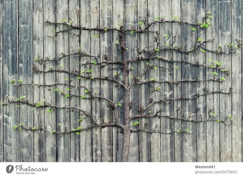 Pear tree growing on old wooden wall beauty of nature beauty in nature spring springtime Spring Time spring season outdoors outdoor shots location shot