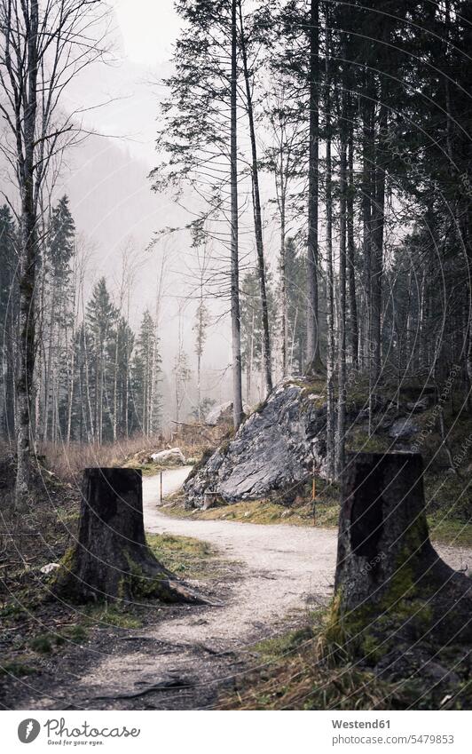 Germany, Bavaria, Ramsau, forest path Berchtesgadener Land tranquility tranquillity forest track forest tracks forest paths rural scene non-urban scene