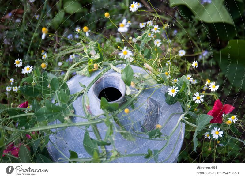 High angle view of chamomiles with pot on land beauty of nature beauty in nature natural world the natural world Botany Botanical botanic Chamomile Matricaria