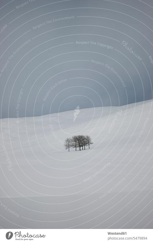 Bunch of bare trees surrounded by thick snow outdoors location shots outdoor shot outdoor shots day daylight shot daylight shots day shots daytime rural scene