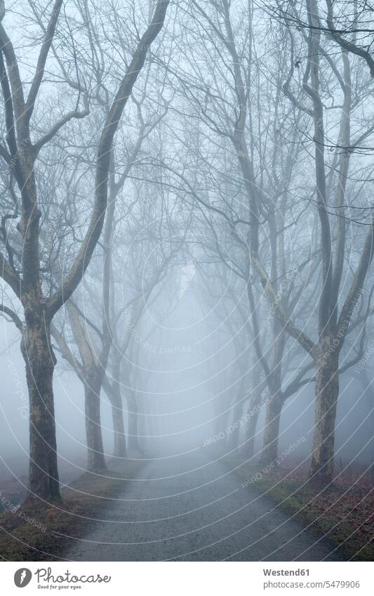 Germany, Baden-Wuerttemberg, Constance district, avenue of plane trees in fog journey travelling voyage autumn leaves autumn foliage path paths Treelined