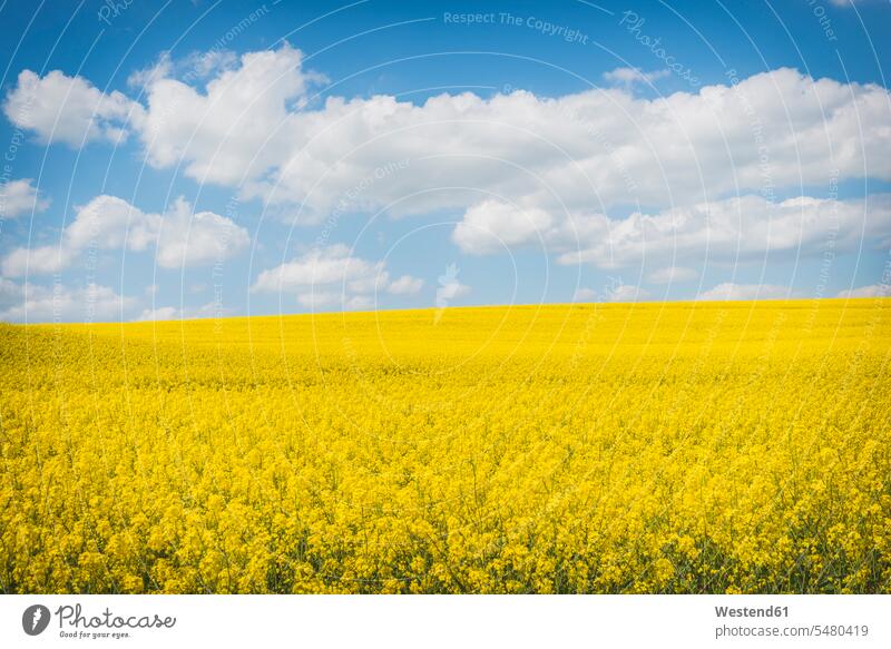 Blossoming rape field copy space flowering blooming crop crops rural country countryside Plant Plants close-up close up closeups close ups close-ups Rape