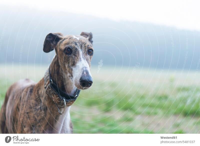 Greyhound on a meadow nature natural world Spain animal portrait animal portraits morning in the morning fidelity faithfulness loyalty animal themes copy space