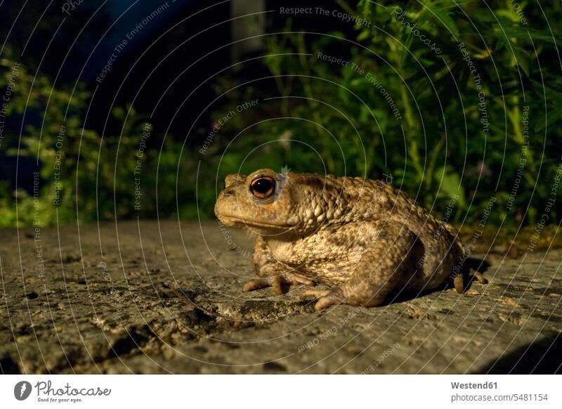 Portrait of Common toad nature protection nature conservation organic garden night shot nighttime night-time Night at night night shots european toad bufo bufo