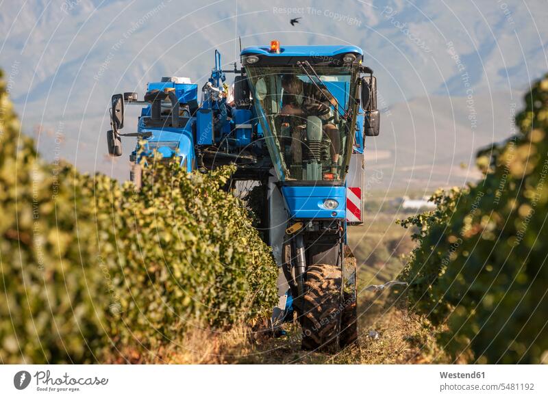 Grape harvesting machine in vineyard harvests grape harvest farm labour farm work farm labor viticulture agriculture Selective focus Differential Focus nature