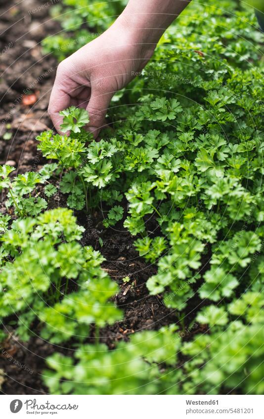 Picking parsley in a garden harvest harvesting harvests female gardener gardens domestic garden organic garden Herbs gardening yardwork yard work working