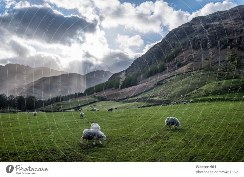 England, Cumbria, Lake District, Langdale, flock of sheep grazing graze browsing browse sunlight Sunlit nobody medium group of animals several production animal