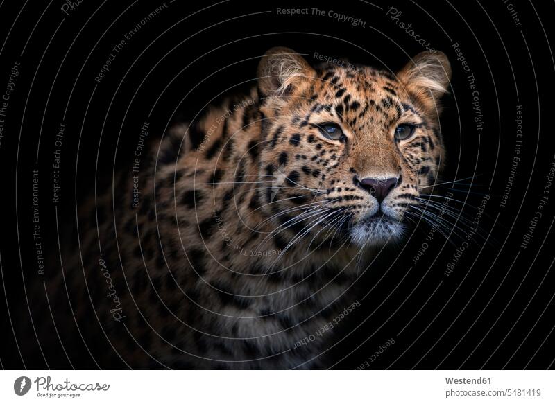 Portrait of Amur leopard in front of black background one animal 1 endangered Grace Gracefulness graceful copy space studio shot studio shots studio photograph