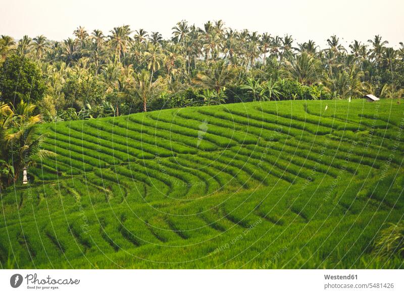 Indonesia, Bali, rice fields agriculture cultivation growing crop crops tilth paddy Growth nobody Plant Plants terraced field terrace farming nature