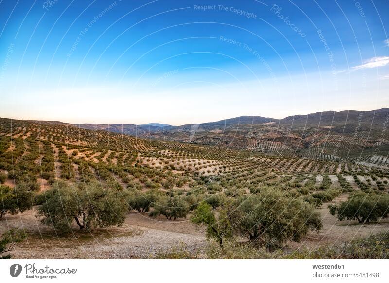 Spain, Andalusia, Hills and olive groves Andalucia olive orchard crop crops cultivation growing Grove Groves Copse day daylight shot daylight shots day shots