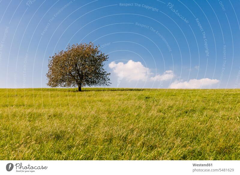 Germany, Hesse, single tree in field beauty of nature beauty in nature rural scene Non Urban Scene sky skies Tree Trees copy space Solitude seclusion