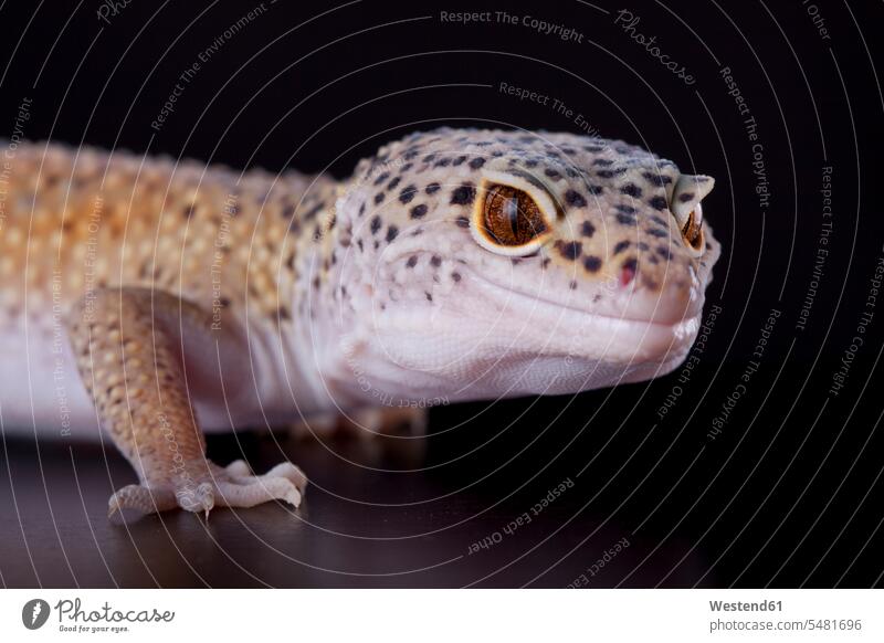 Portrait of a leopard gecko wild animal wild animals Animal In Wild Animals In Wild Eublepharis macularius animal portrait animal portraits dotted flecked