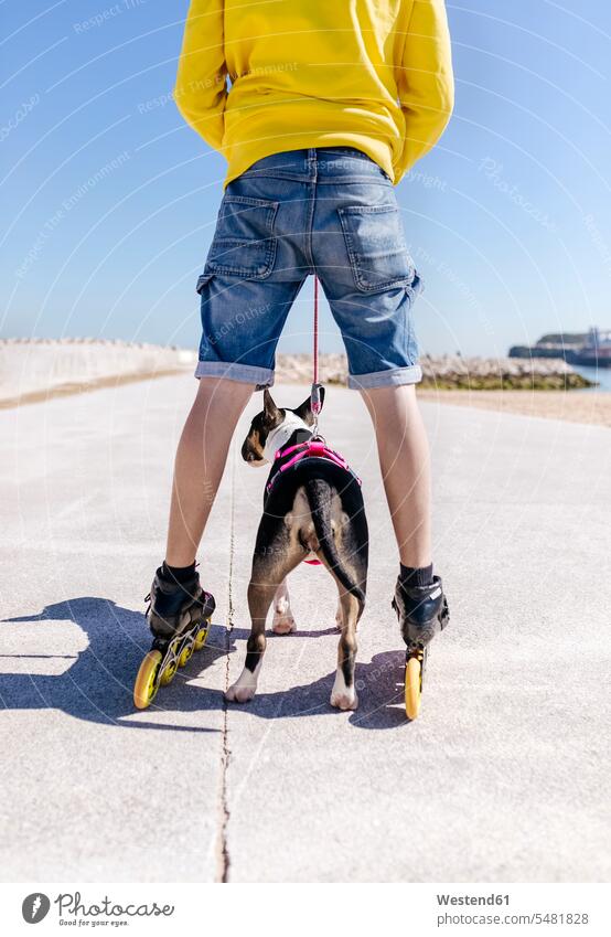 Back view of inline-skater and his bull terrier man men males inline skates inliners dog dogs Canine Adults grown-ups grownups adult people persons human being