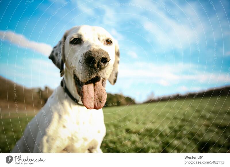 Portrait of mongrel with dirty nose and tongue nature natural world tongues looking sideways sideways glance Sideway Glance side glance focus on foreground