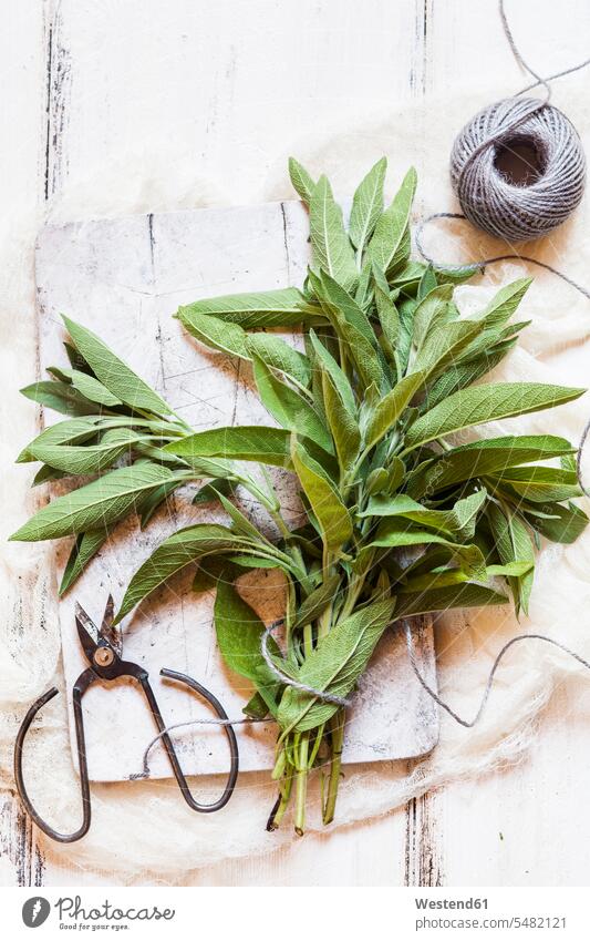 Bunch of fresh sage still life still-lifes still lifes copy space wooden string strings close-up close up closeups close ups close-ups studio shot studio shots