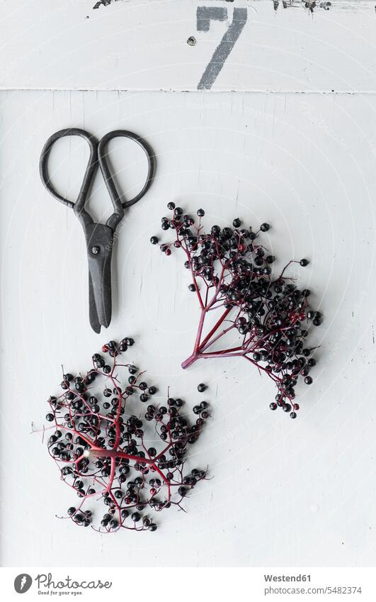 Black elder and scissors on white background food and drink Nutrition Alimentation Food and Drinks Umbel Umbels healthy Scissor sambucus studio shot