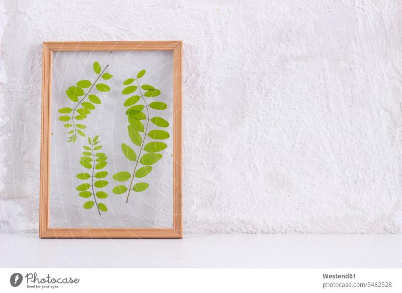 Pressed and framed leaves of locust in front of white wall light background Leaf Leaves decorative decoratively Creativity creative leaning floral dried DIY