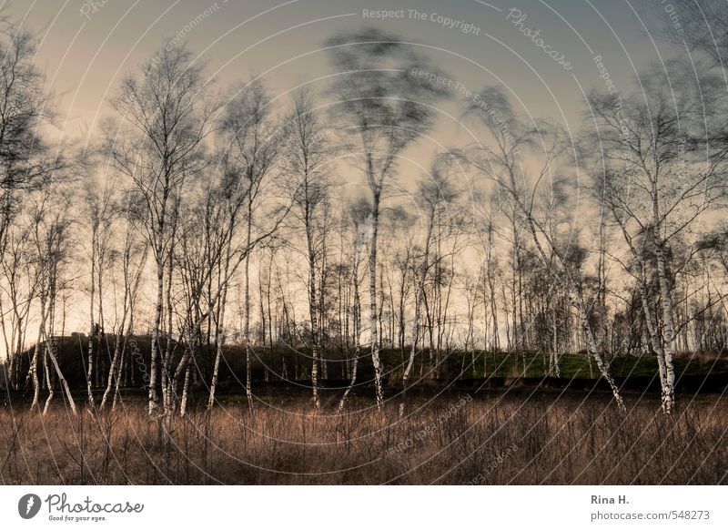 Birches in the wind Environment Nature Landscape Plant Autumn Beautiful weather Wind Gale Tree Bog Marsh Natural Moody Loneliness Birch tree Mystic Hill